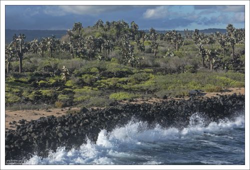 Прибрежный ландшафт острова Санта-Крус: океанский прибой, застывшие лавовые потоки и знаменитый лес древовидных опунций - растений, которые эволюционировали в деревья, спасаясь от аппетита гигантских черепах.