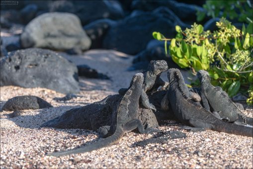 Солнечные ванны помогают холоднокровным игуанам регулировать обмен веществ.
