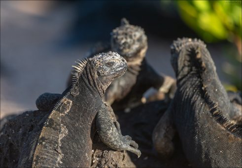 Белая "корона" на голове игуаны - это не седина, а соль. Избыток соли выводится через специальные железы.