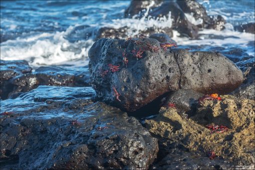 Прибойная зона - самое неспокойное место на островах, но именно здесь красные крабы чувствуют себя как дома.