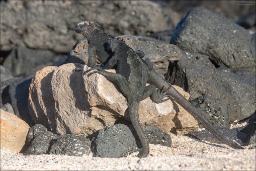 Йога на Галапагосах: поза "Ленивый дракон".