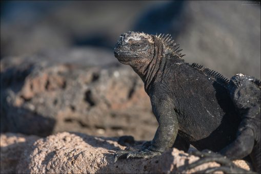 Морские игуаны могут задерживать дыхание под водой до 30-45 минут.