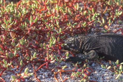 Симбиоз прибрежной зоны: морская игуана греется среди Sesuvium - суккулента, который может расти на засоленных почвах.
