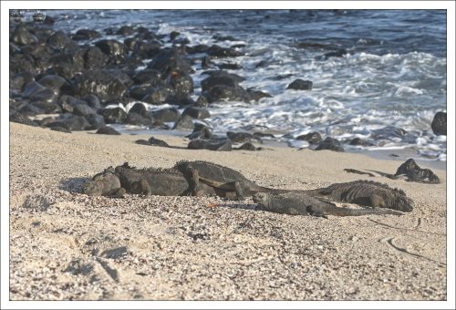 Пляжный отдых по-галапагосски: никакого движения до полной зарядки солнечных батареек.