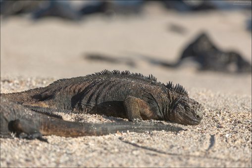 Интересный факт: морские игуаны (как сущность) старше островов, на которых они живут.