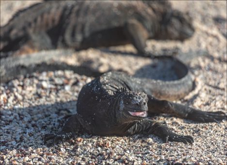 За суровой чешуйчатой броней скрывается что-то неожиданно нежное и розовое :)