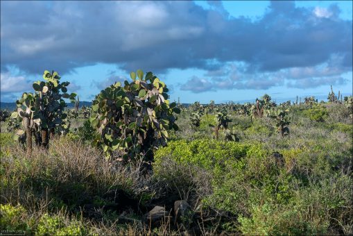 Древние опунции — кактусы-деревья, ставшие символом Галапагосских островов.