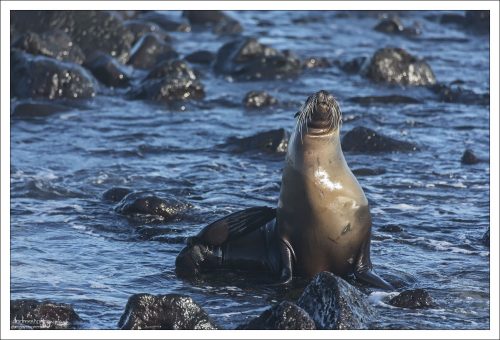 Взрослый самец галапагосского морского льва. Шрамы - результат территориальных боев с другими самцами и, возможно, встреч с акулами.