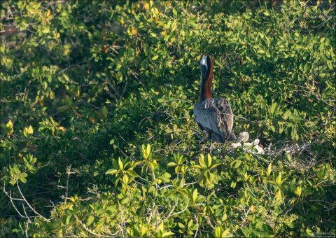 Бурый пеликан (Brown Pelican, Pelecanus occidentalis) с птенцом в гнезде в мангровых зарослях.