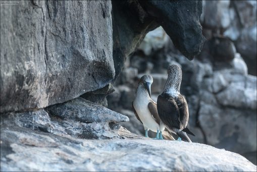Голубоногие олуши (Blue-footed Boobies, Sula nebouxii) - одни из самых узнаваемых и фотогеничных птиц Галапагосов.
