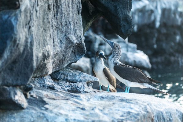 Голубоногие олуши (Blue-footed Boobies, Sula nebouxii) - одни из самых узнаваемых и фотогеничных птиц Галапагосов.