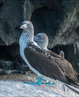 Цвет лап у Голубоногих олуш — результат отложения особых пигментов — каротиноидов, которые поступают с пищей.
Олуши питаются мелкой рыбой (анчоусами, сардинами, скумбрией), богатой жирорастворимыми каротиноидами, производными жёлто-зелёных и синих пигментов.
Эти пигменты попадают в кровь, затем оседают в коже лап.
В сочетании с белковыми структурами кожи дают яркий бирюзово-голубой оттенок.