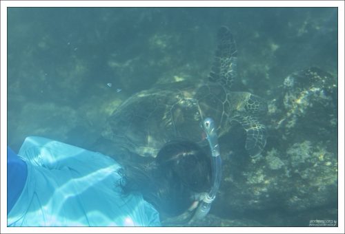 Зеленая морская черепаха (Green Sea Turtle, Chelonia mydas) кормится на мелководье.