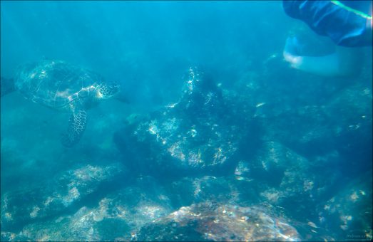 Название Зеленой черепахи не связано с цветом панциря (он чаще оливково-коричневый с узорами), а с зелёным оттенком жира под панцирем.
Этот цвет обусловлен растительной диетой взрослых черепах — они питаются в основном морскими травами и водорослями, содержащими хлорофилл.