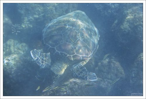 На Галапагосах зелёные черепахи гнездятся в заливе Бахия Тортуга (Tortuga Bay) и в районе Пунта Сур (о. Исабела).