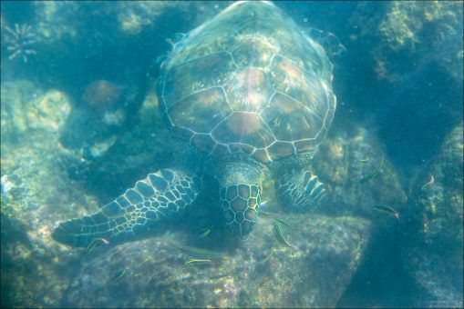Молодые черепахи — всеядные, едят медуз, крабов, планктон.
Взрослые — почти вегетарианцы: питаются морскими травами и зелёными водорослями, что и делает их жир зеленоватым.