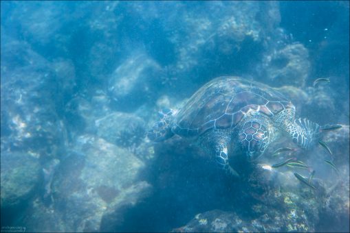 Учёные выяснили, что зелёные черепахи способны чувствовать магнитное поле Земли и используют его как “встроенный GPS”, чтобы вернуться точно на пляж своего рождения — иногда через тысячи километров океана.
