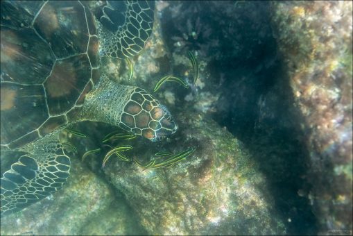 Голова черепахи покрыта роговыми щитками (чешуйками), как панцирь. Между ними — светлые швы из тонкой соединительной ткани, а сами чешуйки пигментированы в коричнево-оливковый цвет.
Такой узор помогает маскироваться на фоне морского дна — кораллов, камней, водорослей.
Разнообразие пятен и полос “разбивает” контур головы, делая животное менее заметным для хищников (акул, крупных рыб) и добычи.