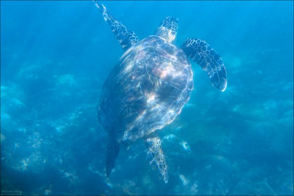 Зеленые черепахи могут оставаться под водой до 5 часов (во сне или покое), замедляя сердцебиение до одного удара в 9 минут. Во время активного плавания дышат каждые 5–10 минут.