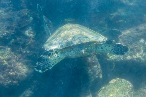 В прибрежных водах черепахи посещают так называемые “станции чистки” — места, где рыбы (например, лабарисы) очищают их панцирь от паразитов и водорослей.
