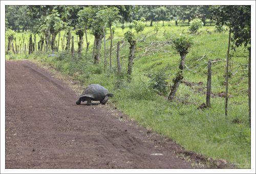 Гигантская галапагосская черепаха переходит дорогу в районе высокогорья на острове Санта-Крус.