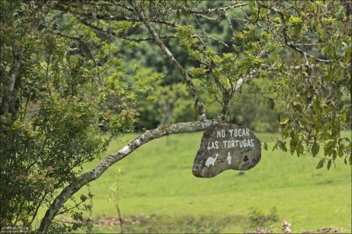 Знак с просьбой не трогать черепах.