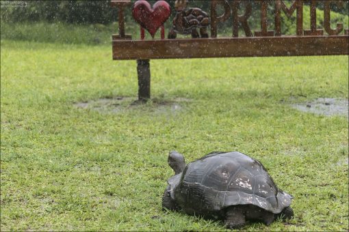 Rancho Primicias (также “Hacienda Primicias” или “Reserva Rancho Primicias”) — это частная природная резервация.