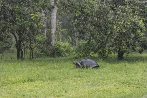 На Rancho Primicias можно наблюдать гигантских галапагосских черепах в их естественной среде.