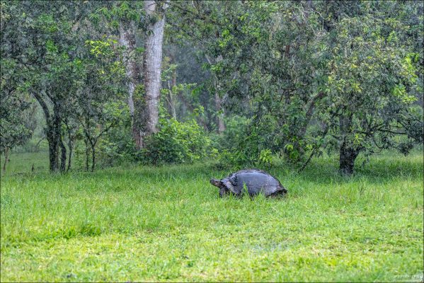 На Rancho Primicias можно наблюдать гигантских галапагосских черепах в их естественной среде.