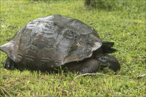 Здесь черепахи не содержатся в клетках — они свободно бродят по территории.