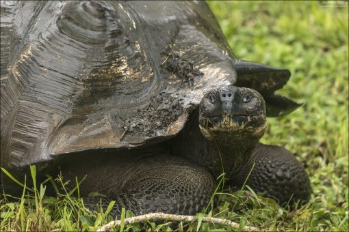 На Rancho Primicias на острове Санта-Крус (Галапагосы) обитают гигантские галапагосские черепахи (Chelonoidis porteri) — эндемичный подвид, встречающийся только на этом острове.
