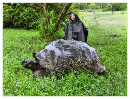 Эти черепахи - одни из самых известных представителей фауны архипелага и живые символы Галапагосов.