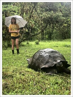 Форма панциря здешних черепах — куполообразная (в отличие от “седловидных” на засушливых островах вроде Испаньолы или Пинты).
Цвет панциря — тёмно-коричневый, почти черный, с шероховатой текстурой.