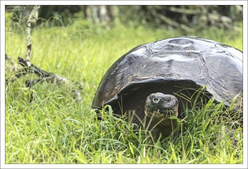 Передвигаются черепахи медленно, но с характерной решительностью: могут проходить по нескольку километров в день в поисках еды.