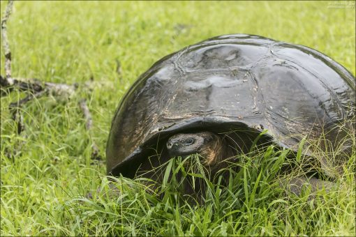 Рацион черепах: травы, листья, плоды, лишайники. На Rancho Primicias часто видно, как они жуют сочную траву и дикорастущие гуавы.