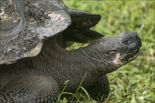 Продолжительность жизни: до 150 лет (в природе обычно 80–120).