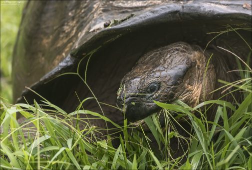 Некоторые черепахи, которых можно увидеть на Rancho Primicias, помечены учёными из Charles Darwin Research Station: на их панцирях можно заметить небольшие белые номера. Это — участники долгосрочных программ по восстановлению и мониторингу популяции Chelonoidis porteri.