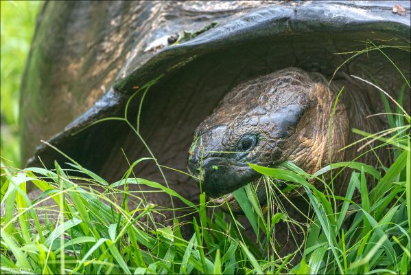 Некоторые черепахи, которых можно увидеть на Rancho Primicias, помечены учёными из Charles Darwin Research Station: на их панцирях можно заметить небольшие белые номера. Это — участники долгосрочных программ по восстановлению и мониторингу популяции Chelonoidis porteri.