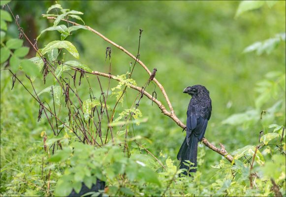 Smooth-billed ani (рус. Гладкоклювый ани, Crotophaga ani) — одна из самых заметных и странных птиц, которых можно увидеть на Галапагосах.