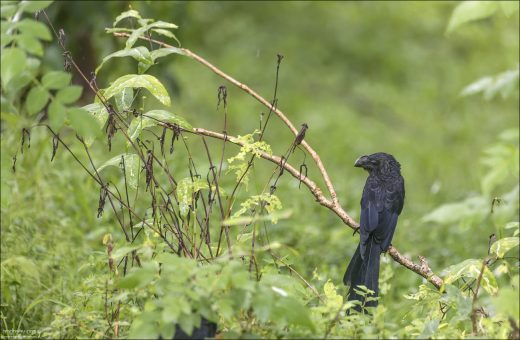 Smooth-billed ani (рус. Гладкоклювый ани, Crotophaga ani) — одна из самых заметных и странных птиц, которых можно увидеть на Галапагосах.