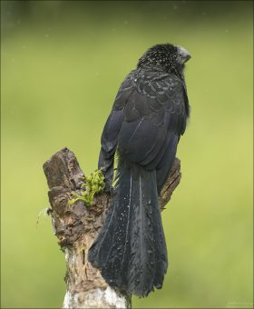 Среди Гладкоклювых ани распространено коллективное гнездование: несколько самок откладывают яйца в одно большое гнездо и вместе высиживают и кормят птенцов.