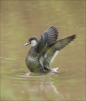 White-cheeked pintail (Белощёкая шилохвость) — это элегантная утка, которую нередко можно встретить на Галапагосах, в том числе у водоёмов поблизости от Rancho Primicias или в прибрежных лагунах острова Санта-Крус.
Этот вид впервые был описан Линнеем в его «Systema naturae» в 1758 году, изданном под его настоящим учёным именем.