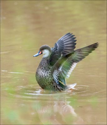 White-cheeked pintail (Белощёкая шилохвость) — это элегантная утка, которую нередко можно встретить на Галапагосах, в том числе у водоёмов поблизости от Rancho Primicias или в прибрежных лагунах острова Санта-Крус.
Этот вид впервые был описан Линнеем в его «Systema naturae» в 1758 году, изданном под его настоящим учёным именем.