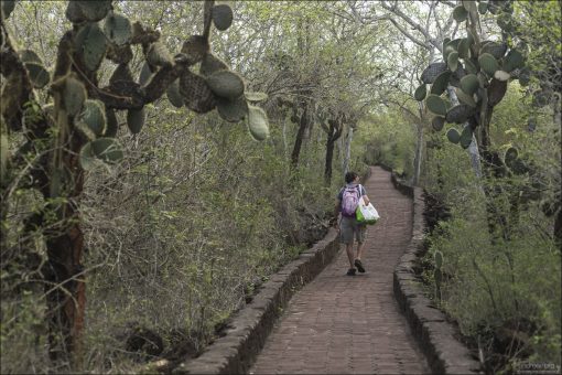 Тропа через опунциевый лес и сухие заросли к Черепаховой Бухте (Tortuga Bay).
