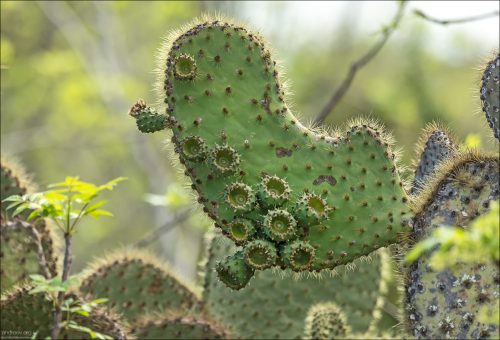 Opuntia echios (гигантская опунция Галапагосов), один из эндемичных видов кактусов Галапагосских островов.