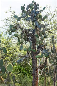 Древовидная гигантская опунция. Такая форма роста - это эволюционная адаптация на воздействие со стороны гигантских галапагосских черепах и наземных игуан. Поднятые высоко над землей "лопасти" защищены от поедания травоядными.