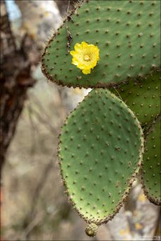 Каждый цветок гигантских опунций живет всего один день, раскрываясь утром и увядая к вечеру.