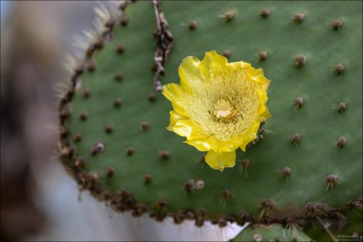Для цветов опунций характерно множество лепестков и тычинок, которые создают пышную, эффектную форму.