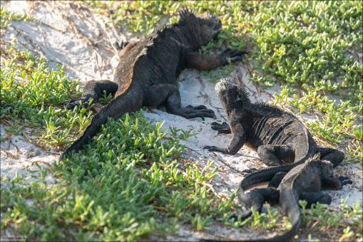 Галапагосские морские игуаны в зарослях сезувиума (Sesuvium edmonstonei) - суккулентного почвопокровного растения, типичного для прибрежных зон Галапагосов.