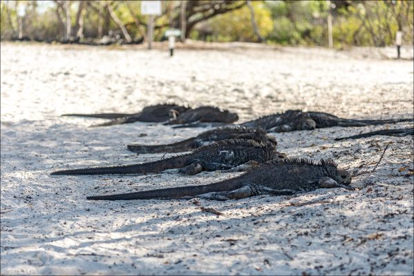 После плавания в холодной воде морские игуаны выползают на берег и часами греются на солнце, приняв характерную распластанную позу.